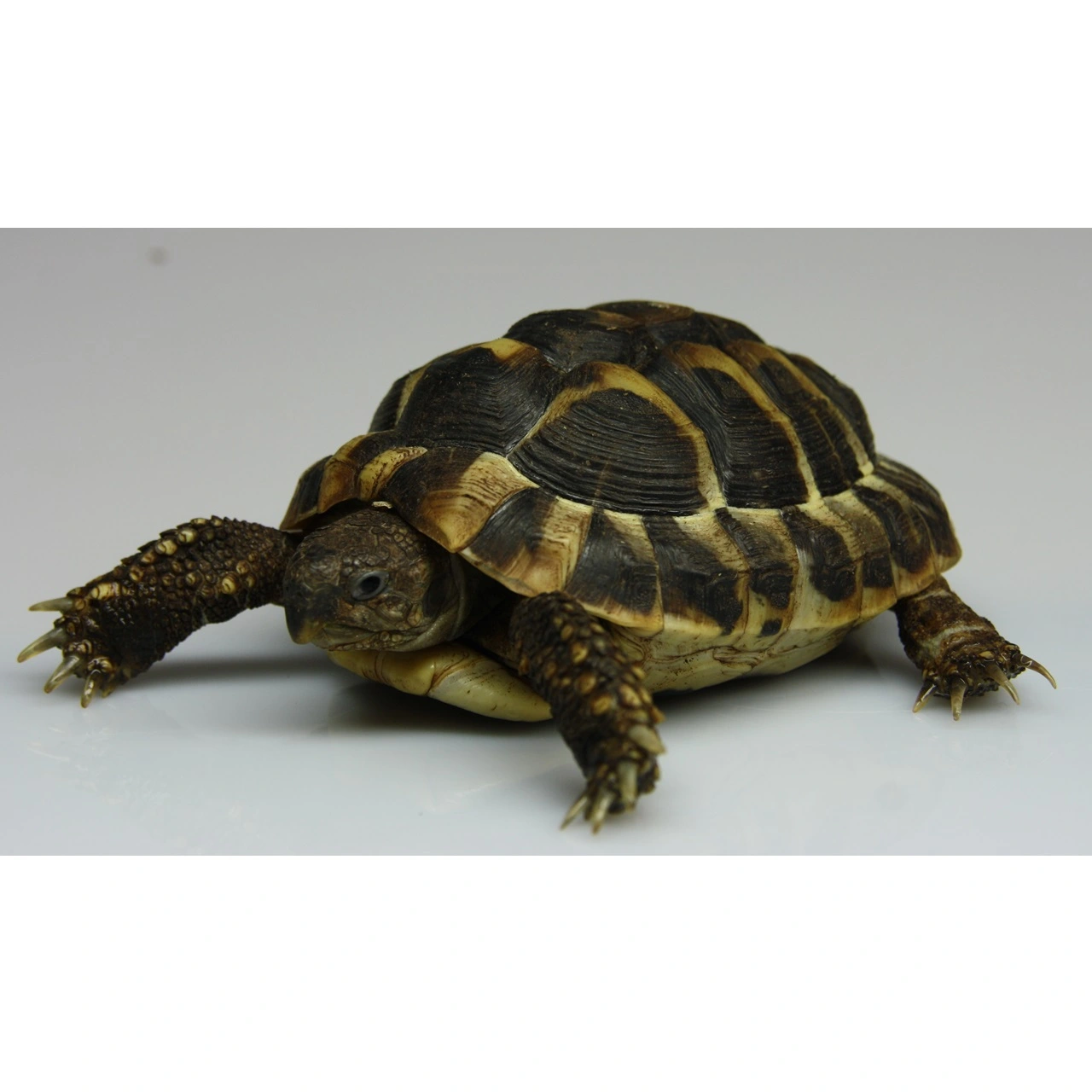 Græsk landskildpadde (Testudo Hermanni Boettgeri)